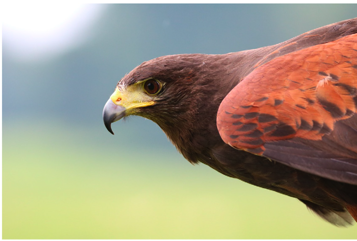 Harris's hawk