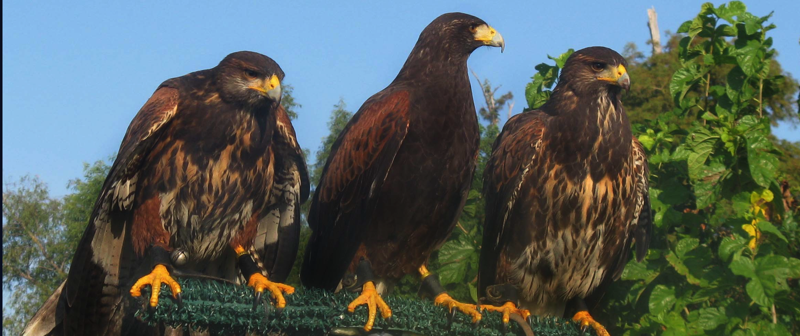 Halcones de Harris en grupo